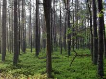 Inwestycje w rozwój obszarów leśnych w ramach PROW 2014-2020